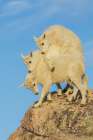 Mountain goat kids playing in the alpine country of Colorado Art Print